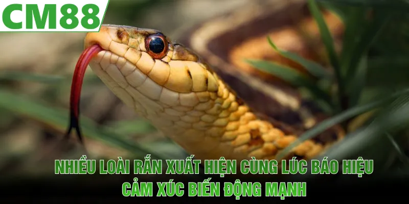 Nhiều loài rắn xuất hiện cùng lúc báo hiệu cảm xúc biến động mạnh